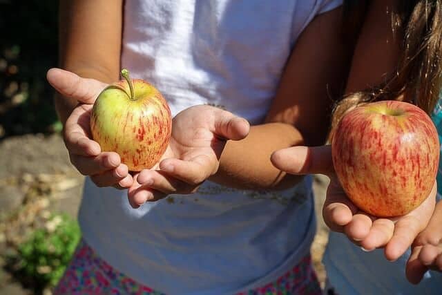 holding apples with two hands