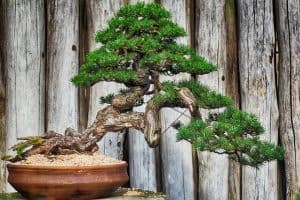 gardening gifts for mom: bonsai starter kit