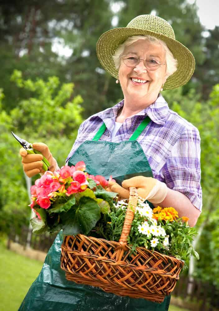Elderly woman holding a basket of flowers and Pruning shears