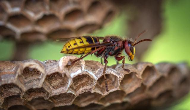 a yellow jacket is a natural pesticide