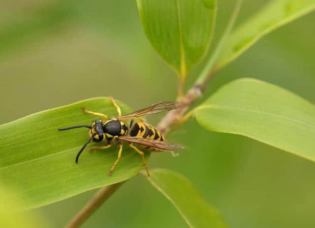 Are There Any Benefits To Yellow Jackets? 6 Quick FAQs Answered