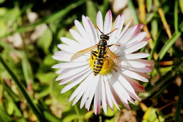 yellow jacket on flower