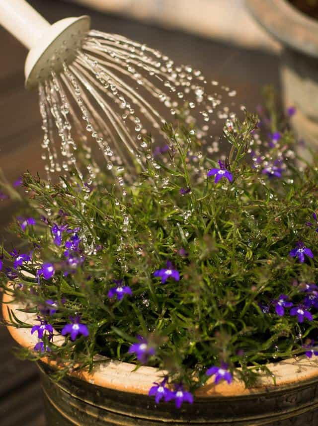 watering a flower pot