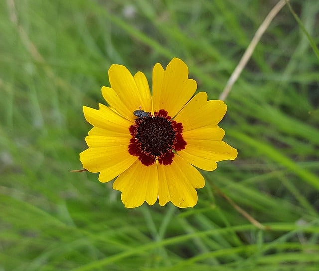 Closeup photo of a tickseed flower.