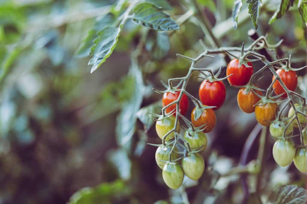 growing tomatoes disease-free
