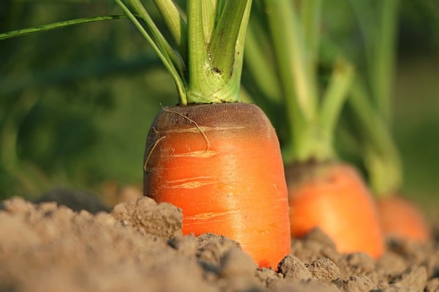 half portion of carrot showing from the soil