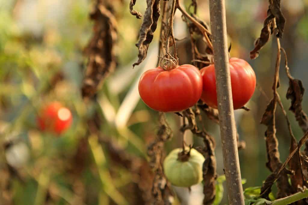 growing tomatoes without disease requires regular watering