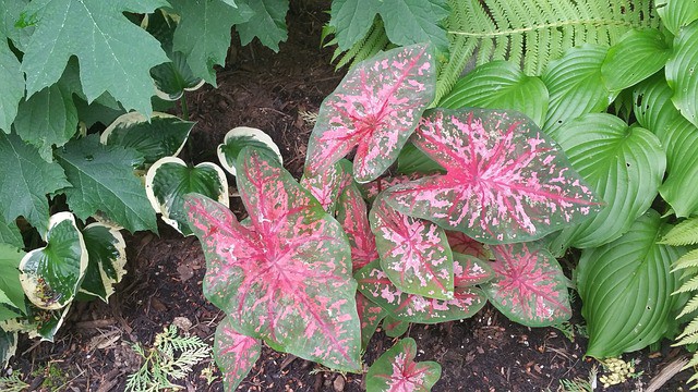 Hostas Cylamen Ferns Spring 2018