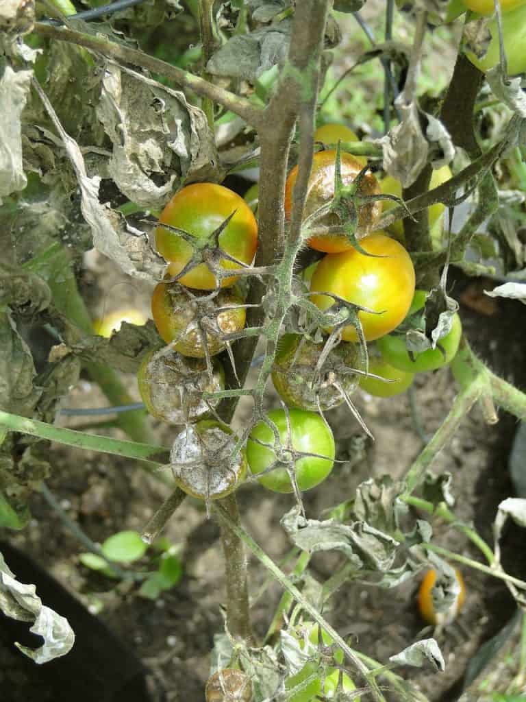 defects and spots on tomato leaves must not be disregarded