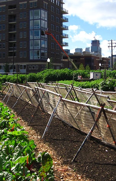 vine support in urban small space gardening