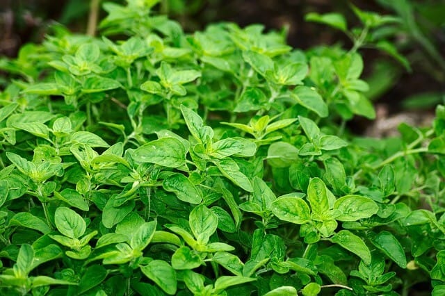 best herbs oregano