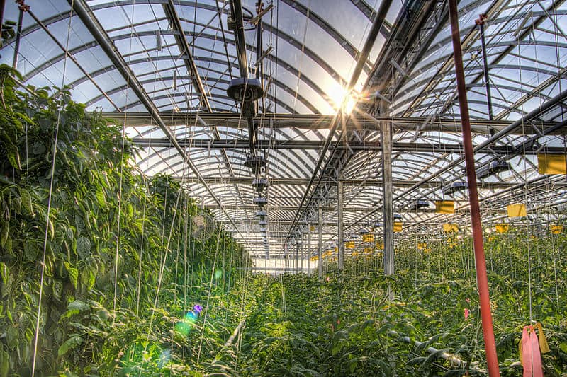 Lufa Farms Montreal rooftop greenhouse