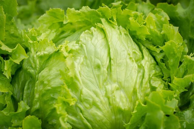 lettuce: crops to plant with your kids