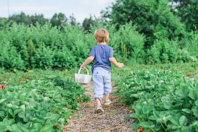 kid harvesting