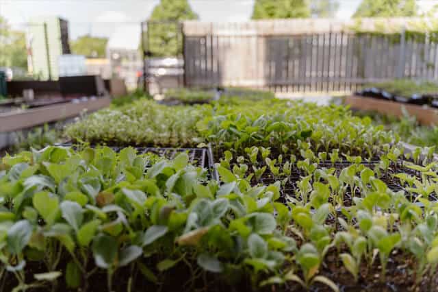 variety of seedlings