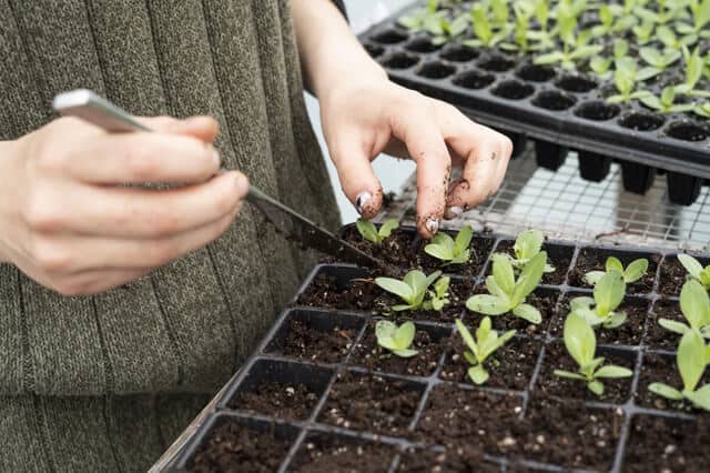 taking care of seedlings