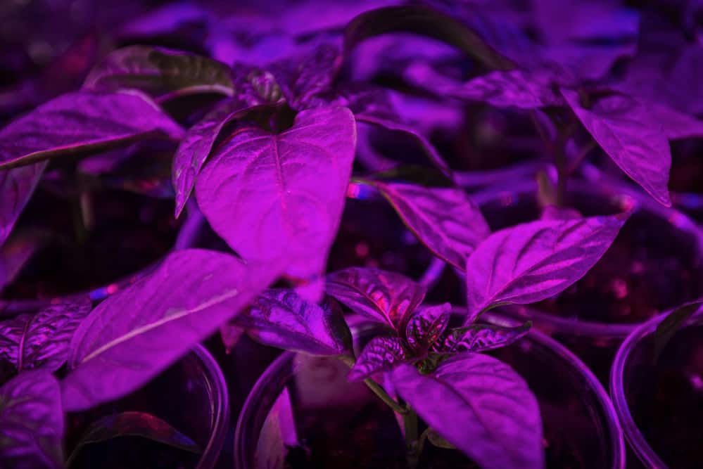 fresh basil and pepper with red and blue leds