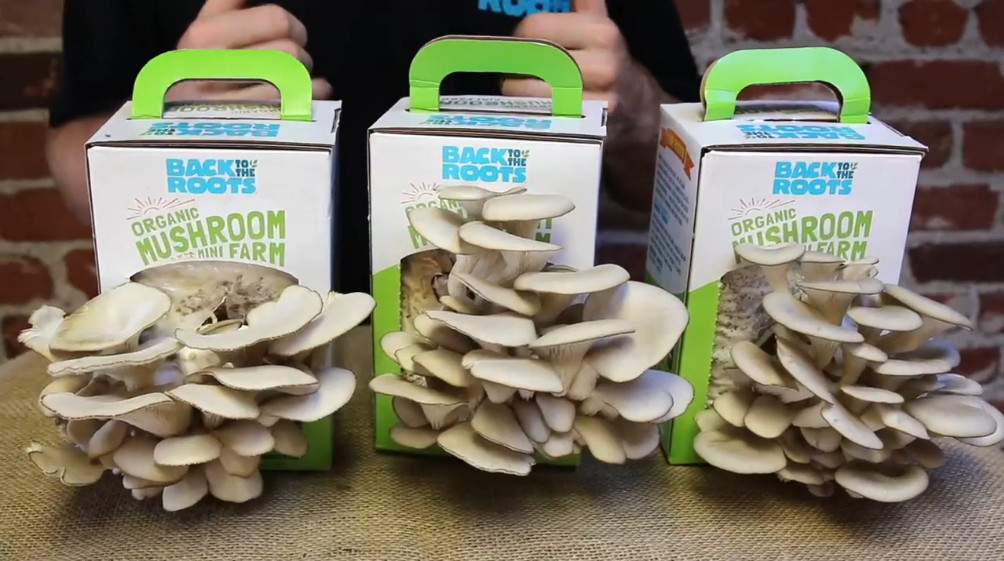 organic-mini-mushroom-grow-kit