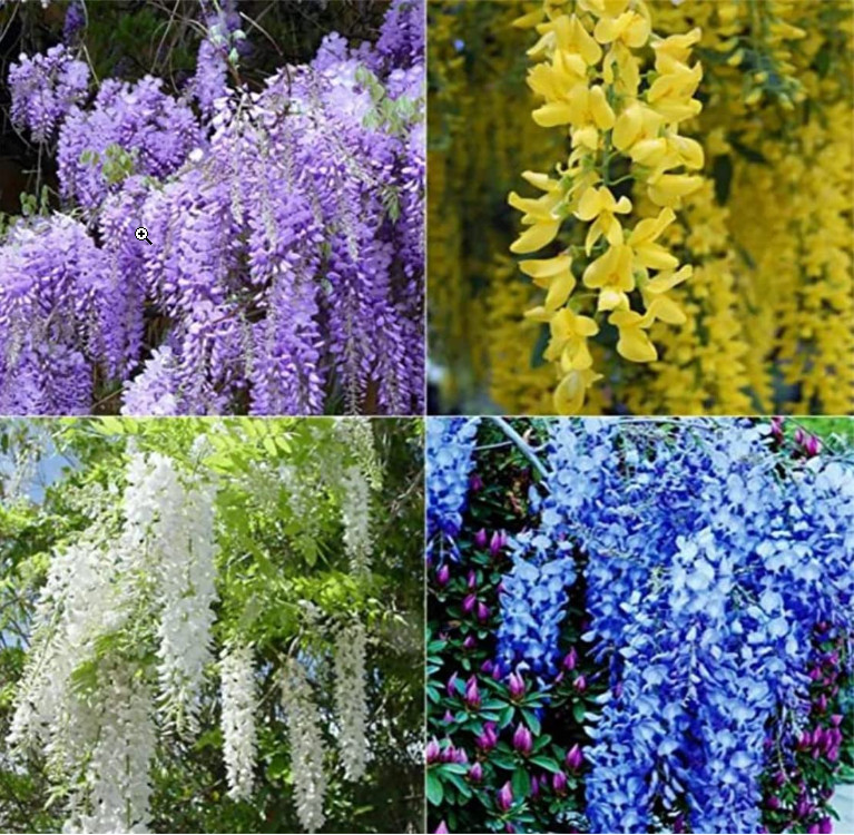 (30+ Seeds) Wisteria Seeds for Planting Mixed Colors
