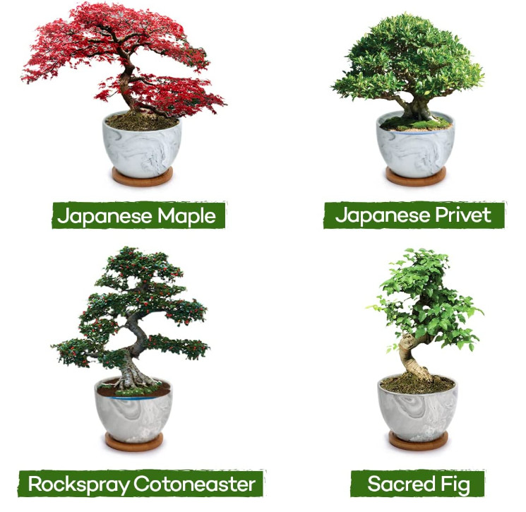 bonsai grow kit