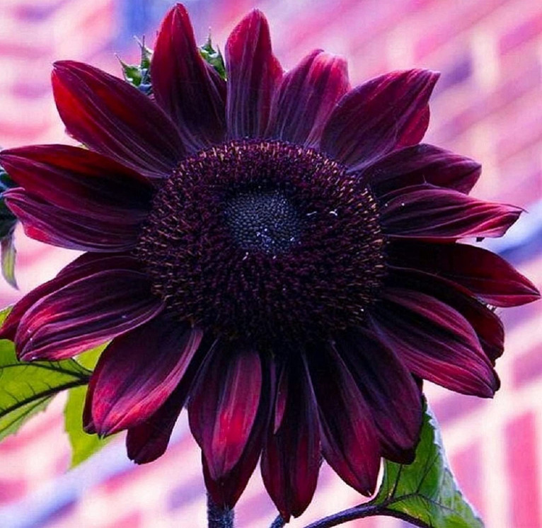 Sunflower Seeds for Planting - Grow Purple Chocolate Cherry Sun Flowers in Your Garden