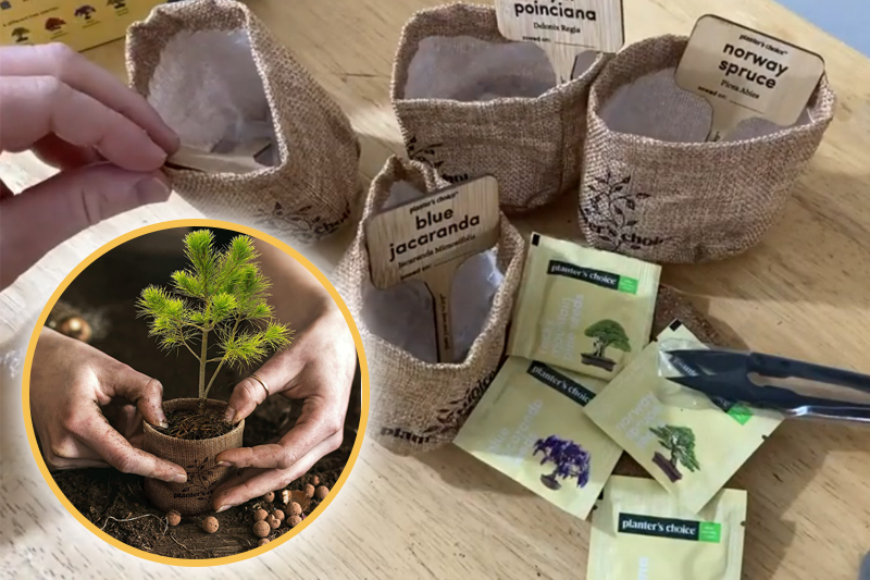 bonsai starter kit planters choice
