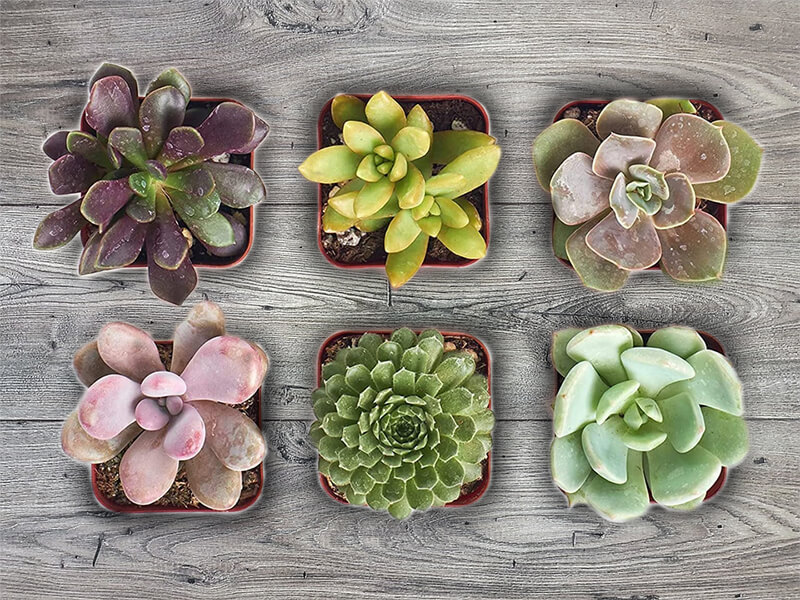 Shop Succulents