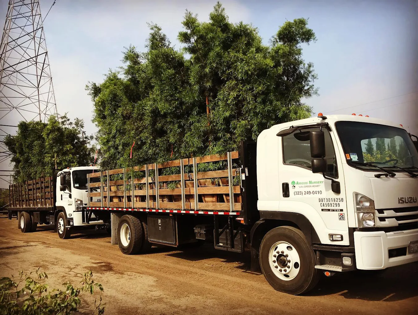 Two flatbed trucks loaded with large trees drive along a dirt road under a power line on a clear day.