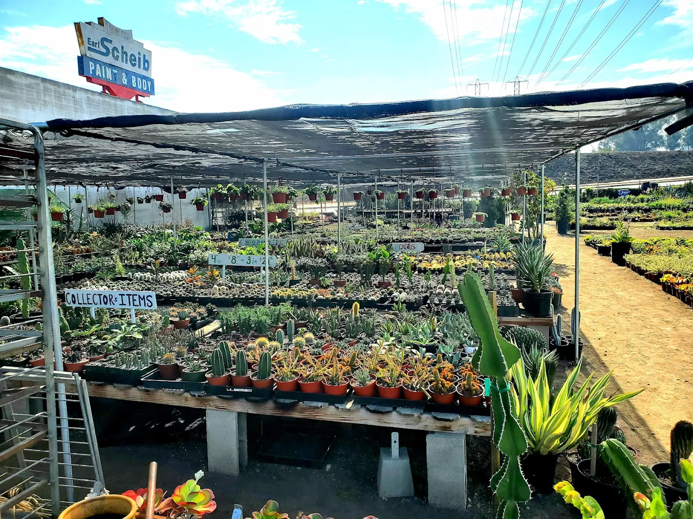 Outdoor plant nursery with various cacti and succulents displayed on tables under a shade structure; hanging plants and signs are visible in the background.