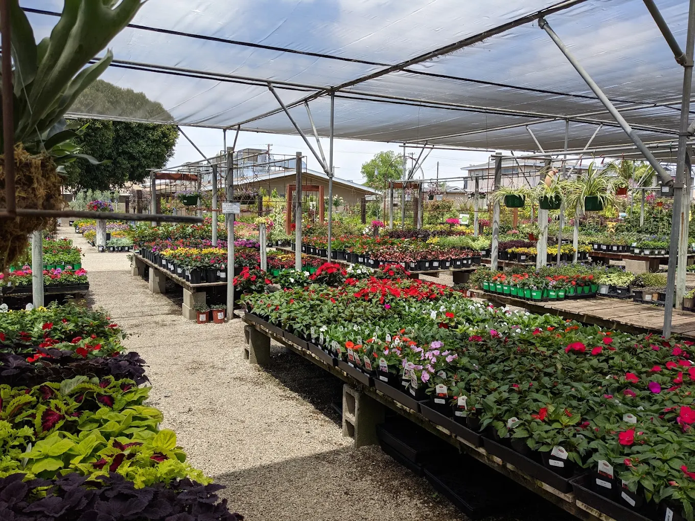 Rows of flowering plants in various colors are displayed on raised tables in an outdoor garden center under a shaded canopy.